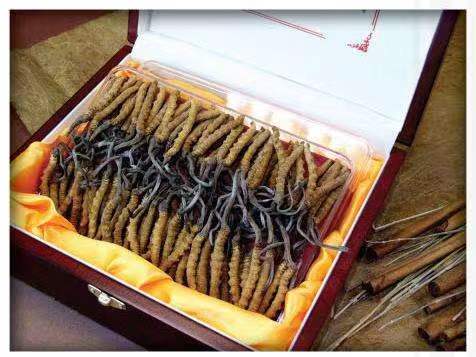 达州冬虫夏草回收